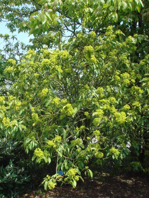Euonymus myrianthus fleur P2B P2D